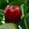 growaspareparts.us favicon